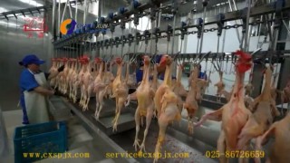 Линия убоя птиц, ООО " Чан Сюнь", Китай