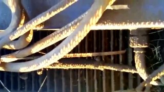 WhatsApp Video 2020-07-08 at 19.21.31