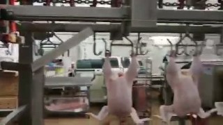 Линия разделки птицы СП-4000