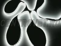 Светодиодная лента SMD 60 LED 5050 холодного белого свечения