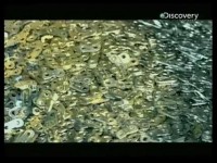 Discovery фильм STIHL