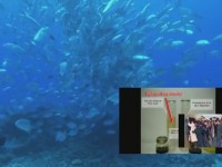 Хитрый метод продажи сорбента нефти.