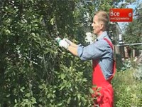 Аккумуляторный секатор Bosch CISO - Обзор садового инвентаря 