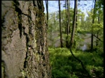 Производство деревянных окон