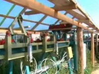 Линия сортировки тонкомерной древесины с раскроем по длине