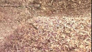 Wood-Mizer LT70 Sawmill: Profits from Pallets & Crossties Business Spotlight