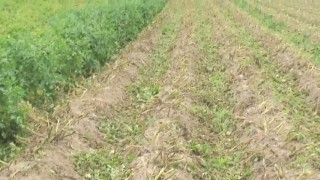 Ботводробитель AVR Rafale