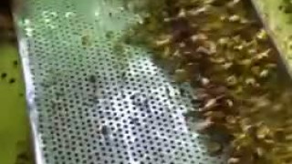 Комбайн для переработки кедровой шишки.