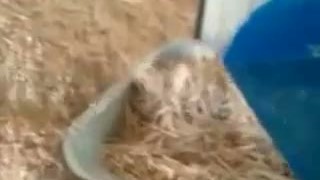 Молотковая дробилка и аэродинамическая сушка опилок