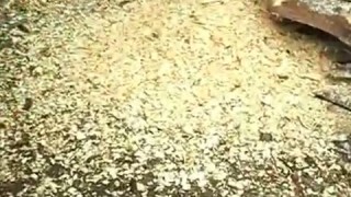 щепорез (измельчитель древесины)