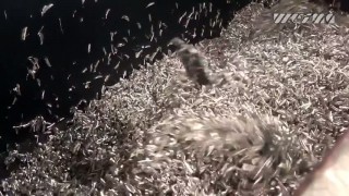 Промышленный шредер WEIMA WL 4 и брикетировочный пресс TH 1500. Измельчение и прессование алюминиевой стружки.