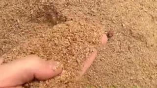 Древесина дробилка sawdust machine Beaver 400 Carriable