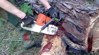 Кровоточащее дерево