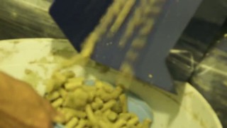 Гранулятор комбикормов ГМ - 250 Производительность 450 кг⁄час