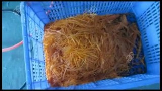 Оборудование для резки морковки