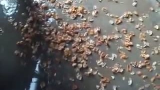 Машина для очистки кожуры