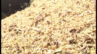 Мобильный измельчитель дерева BOXER DWC-40