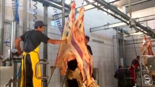 Процесс убоя КРС оборудованием от компании РОЗФУД