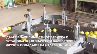 Установка калибровки яблок и других фруктов округлой формы производства ООО "АГроМехПарк"