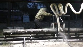 Шинная пилорама Лесопилов с стружкосборником