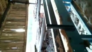 Лесопильная линия на базе брусующего СБЦ-480 "Алтай" и многопила 2Ц16-350 "Белая Акула"