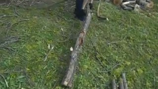 В наличии измельчитель древесины 50 л.с. дизель, гидравлическая подача