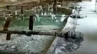 Дробилка DGP 63089