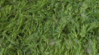 Инфракрасный сушильный шкаф на 56 лотка ИСШ-56