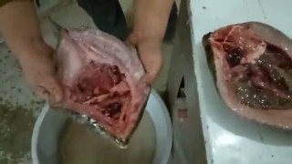 Машина и оборудование для чистки рыбы, для разделки рыбы, Рыборазделочная машина