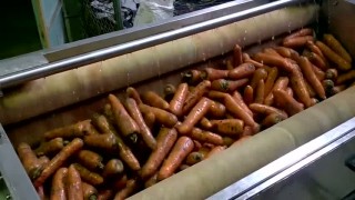 Машина мойки и чистки овощей (щеточно-абразивная)