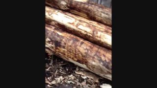 CAMBIO 45 Часть 2