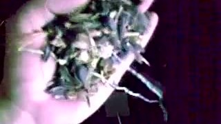 Прессование отходов подсолнечника WEIMA TH 200