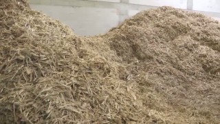 Промышленный шредер WEIMA WL 10 & Ломатель Woodwolf. Измельчение паллет.