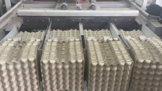 Оборудование для производства яичных лотков. Установка, пуско-наладочные работы.