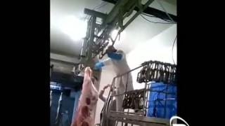 Перевес полутуш для подвесных путей от компании РОЗФУД