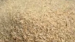 Мобильный измельчитель дерева BOXER DWC-50G