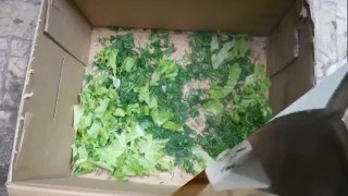 Машина для резки зелени МЗ-220А