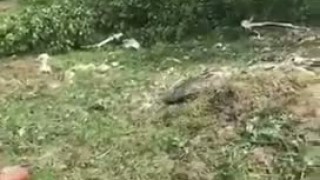 Дисковый мульчер EXTEN ALF 900