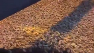 гранулирование на грануляторе ZTK-7 (420) опилок (изготовление пеллет)