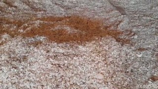 Дисковый измельчитель древесины BX400 mini