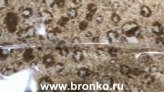 Сервоприводная Горизонтально-упаковочная машина Bronkomatic-700wxse