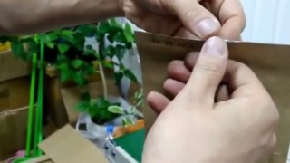 Роликовый запайщик FRBM-810I