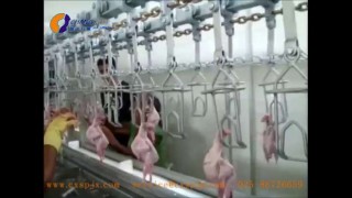 Линия убоя перепелов, ООО " Чан Сюнь", Китай