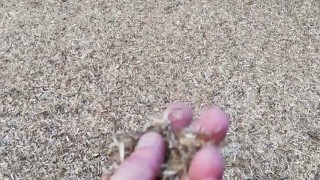 Измельчение сена сенорезкой с двигателем 5,5 кВт