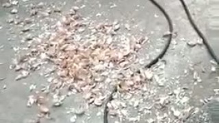 Машина для снятия шелухи с чеснока методом сухой очистки TP-300