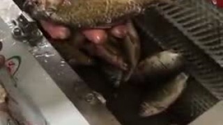 Чешуесъемная машина, машина и оборудование для снятия и съема чешуи с рыбы