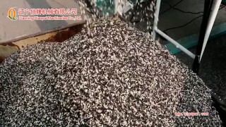 Оборудование для очистки,шелушения и сепарации семян подсолнечника